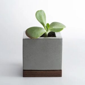 Komo - Planter (walnut)